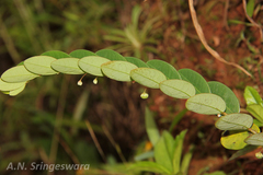 Phyllanthus gardnerianus